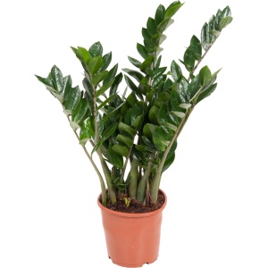 Plant in a Box - Zamioculcas Emerald - ZZ plant - Zeer gemakkelijke te verzorgen groene kamerplant - Glanzende veervormige bladeren - Pot 21cm - Hoogte 70-80cm