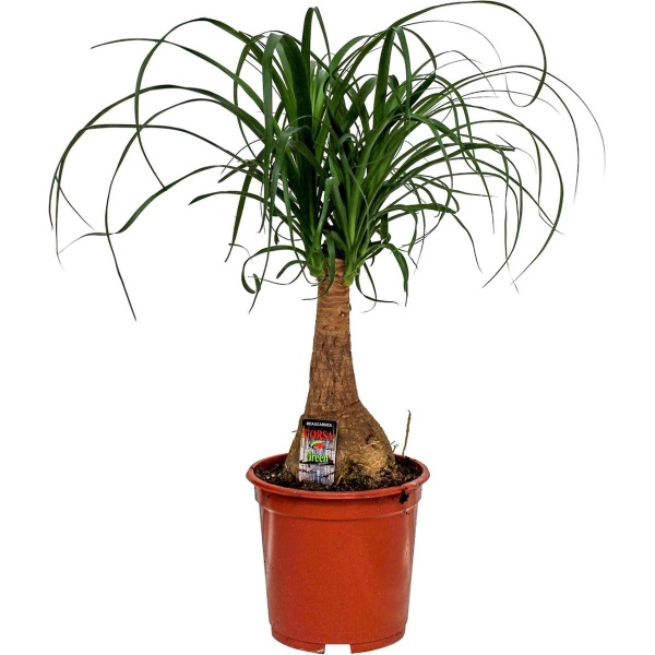 Plantenboetiek.nl | Beaucarnea Nolina - Kamerplant - Hoogte 60cm - Potmaat 19cm