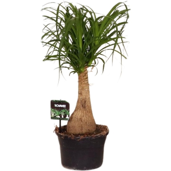 Plantenboetiek.nl | Beaucarnea Nolina - Kamerplant - Hoogte 60cm - Potmaat 19cm