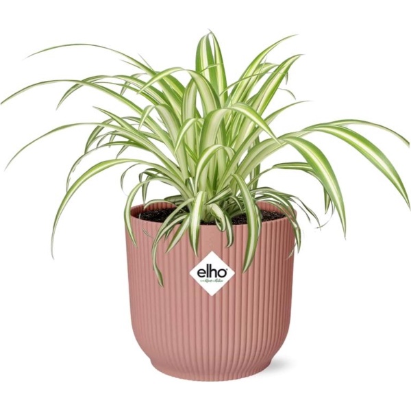 Plantenboetiek.nl | Chlorophytum Comosum Variegatum in ELHO Vibes Fold roze - Kamerplant - Hoogte 10cm - Potmaat 14cm