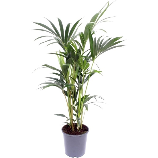 Plantenboetiek.nl | Howea Forsteriana - Kamerplant - Hoogte 120cm - Potmaat 21cm