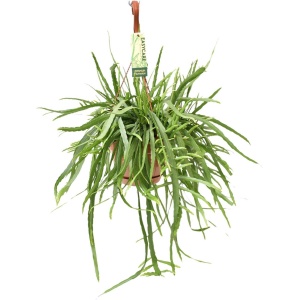 Plantenboetiek.nl | Lepismium Bolivianum - Kamerplant - Hoogte 55cm - Potmaat 17cm