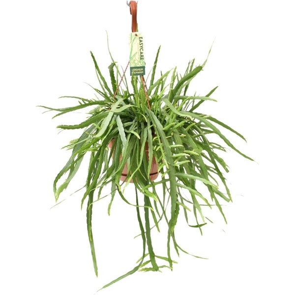 Plantenboetiek.nl | Lepismium Bolivianum - Kamerplant - Hoogte 55cm - Potmaat 17cm