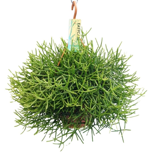 Plantenboetiek.nl | Rhipsalis Heteroclada - Kamerplant - Hoogte 40cm - Potmaat 21cm