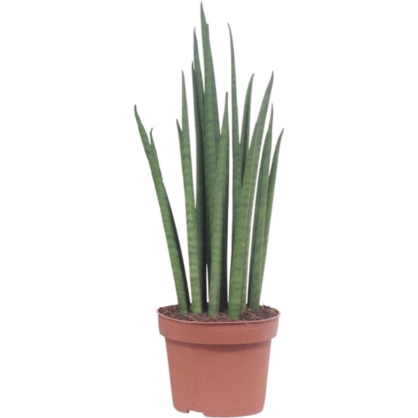 Plantenboetiek.nl | Sansevieria Mikado - Kamerplant - Hoogte 40cm - Potmaat 12cm