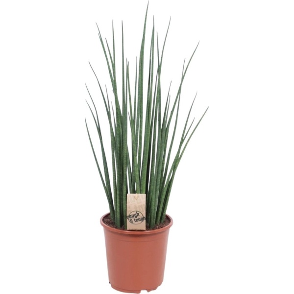 Plantenboetiek.nl | Sansevieria Mikado - Kamerplant - Hoogte 70cm - Potmaat 19cm