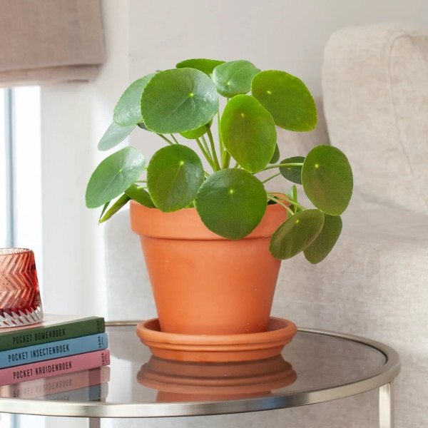 Plantje.nl - Pannenkoekplant - Pilea Peperomioides - P12 - Woonkamerplanten