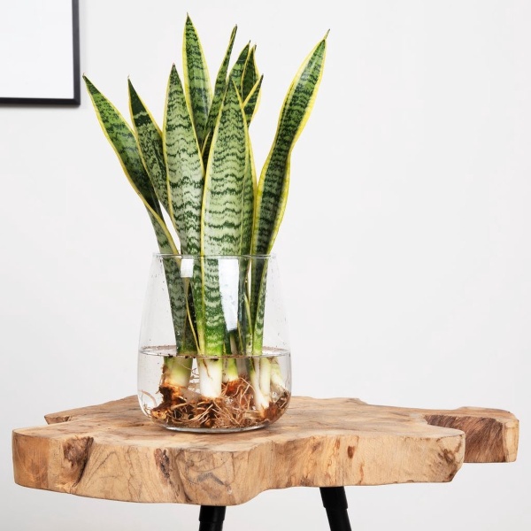 Plantje.nl - Sansevieria in Modena Vaas - DIY - Woonkamerplanten