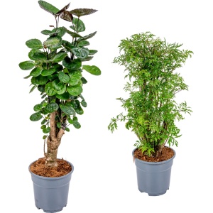 Polyscias 'Fabian' & 'Fruticosa' - mix van 2 stuks - Sterke planten - ⌀17 - 60 cm