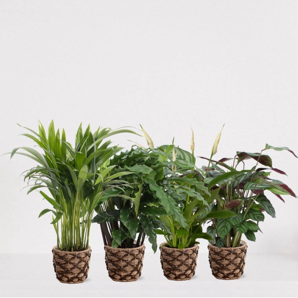 Set met 4 Kamerplanten in siermand Guusje - luchtzuiverende kamerplant - meerjarige plant - Areca - Calathea Blue Grass - Calathea Compactstar - Spathiphyllum - ↕35-55cm - ⌀13 - vers uit de kwekerij