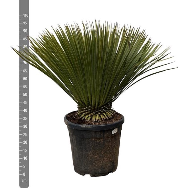 Snavelvormige yucca 90 cm hoog, winterharde plant