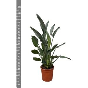 Strelitzia Reginae - 80cm