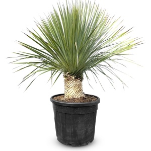 Sunny Tree - Yucca Rostrata - Palmboom - 120 cm - Winterharde palmboom - Palmlelie - Stamhoogte 20-30 cm