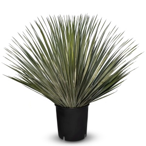 Sunny Tree - Yucca Rostrata - Palmboom - 70 cm Hoog - Sierplant voor Buiten - Mediterrane uitstraling - Palmboom Winterhard