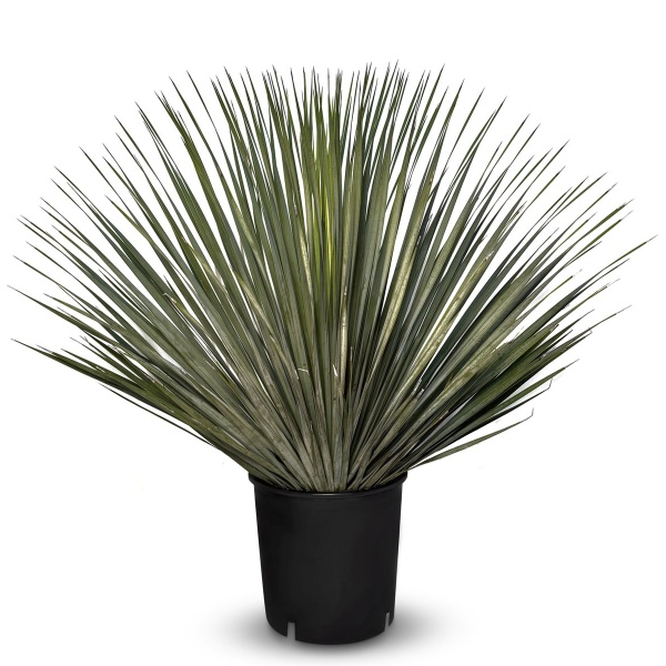 Sunny Tree - Yucca Rostrata - Palmboom - 70 cm Hoog - Sierplant voor Buiten - Mediterrane uitstraling - Palmboom Winterhard