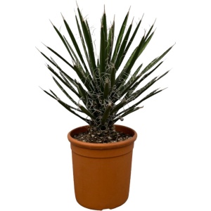 Trendyplants - Yucca Filifera 'Australis' - Tuinplant - Hoogte 60-80 cm - Potmaat ⌀28cm