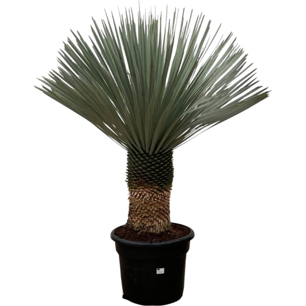 Trendyplants - Yucca Rostrata - Blue Baked Yucca - Winterhard - Hoogte 130-150 cm - Potmaat ⌀50cm