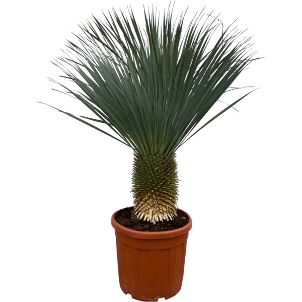 Trendyplants - Yucca Rostrata - Hoogte 150-170 cm - Blue Baked Yucca - Winterhard - Potmaat ⌀50cm