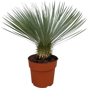 Trendyplants - Yucca Rostrata - Winterhard - Tuinplant - Hoogte 70-90 cm - Potmaat ⌀27cm