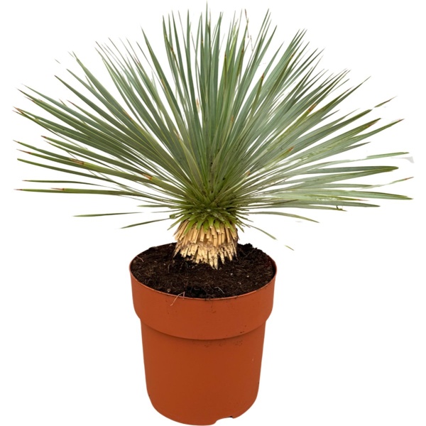 Trendyplants - Yucca Rostrata op stam - Winterhard - Tuinplant - Hoogte 60-80 cm - Potmaat ⌀27cm