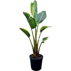 Tropictrees - Strelitzia Augusta - Paradijsvogelbloem - Kamerplant - Hoogte ca. 150cm - Binnenplant