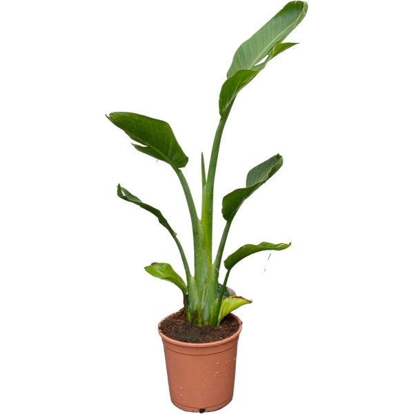 Tropictrees - Strelitzia Reginae - Paradijsvogelbloem - Kamerplant - Hoogte ca. 100cm - Binnenplant