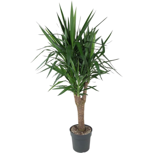 Yucca Elephantipe vertakt - 150 cm - ⌀31 -