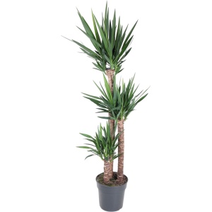 Yucca Elephantipes -