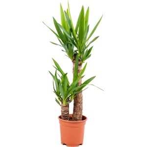 Yucca 'Elephantipes' 2 stam | Palmlelie per stuk - Kamerplant in kwekerspot ⌀17 cm - 60-70 cm