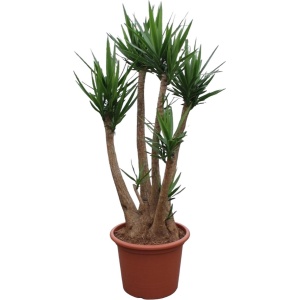 Yucca Elephantipes (vertakt) -