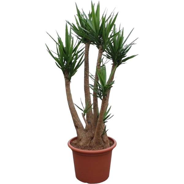 Yucca Elephantipes (vertakt) -