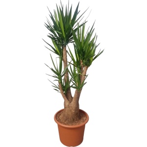 Yucca Elephantipes (vertakt) -