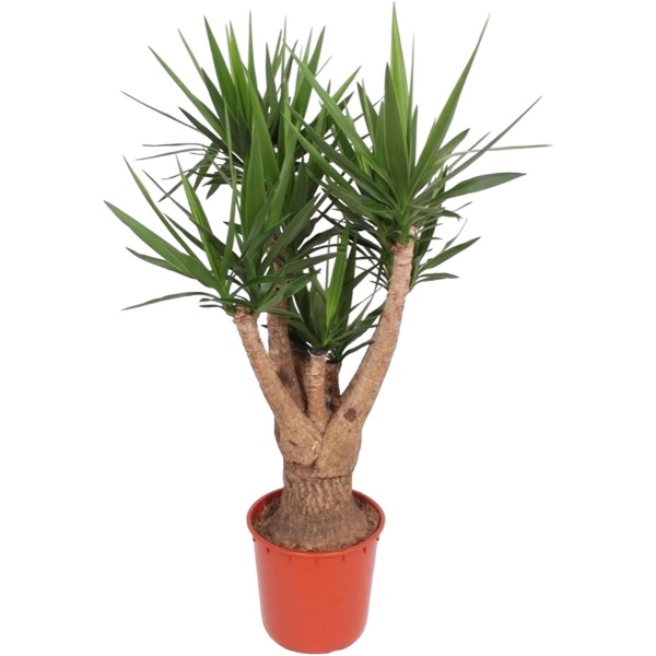 Yucca Elephantipes (vertakt) -