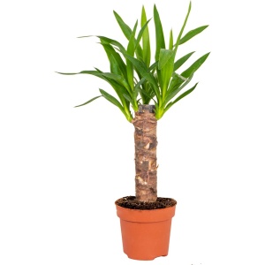 Yucca | Palmlelie - Kamerplant in kwekerspot ⌀12 cm - 35-45 cm