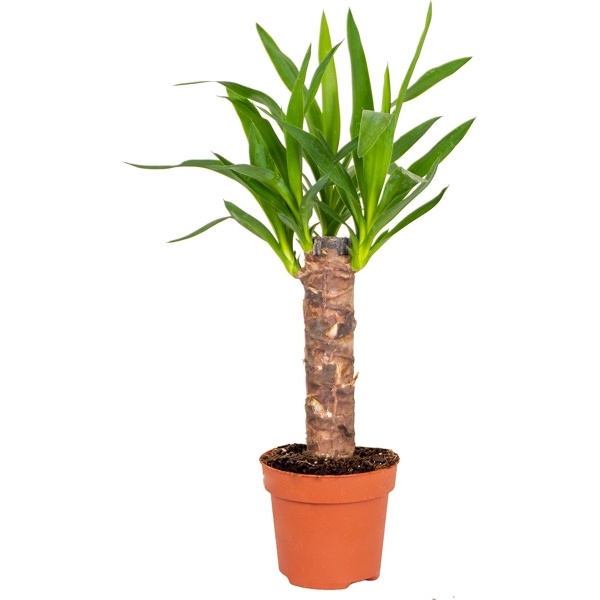 Yucca | Palmlelie - Kamerplant in kwekerspot ⌀12 cm - 35-45 cm