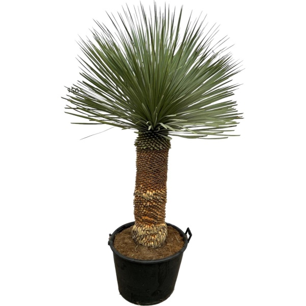 Yucca Rostrata - 140 cm - ⌀50cm