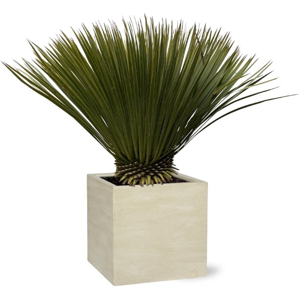 Yucca Rostrata - 80cm- ⌀27 -