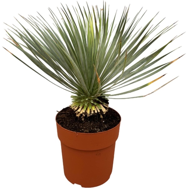 Yucca Rostrata op stam - Potmaat 27cm - Hoogte 70cm