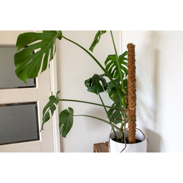 Ferrarium 80 cm mosstok 32mm breed - mos stok 80 cm - kokos stok - cocos stok - Monstera opbinden